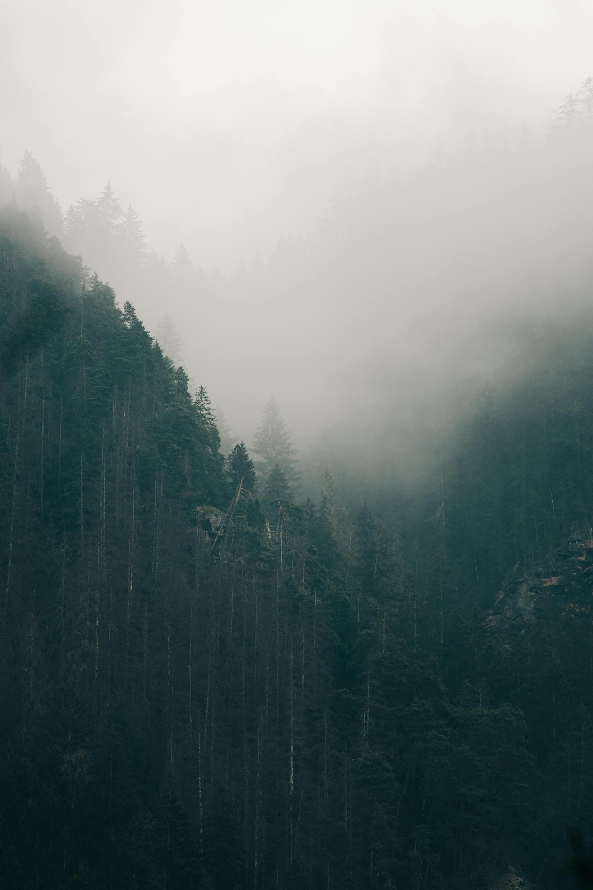 Evergreen forest on steep slopes, receding into mist.